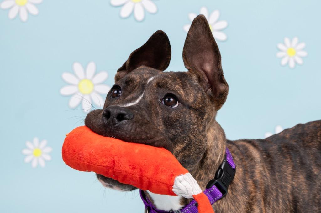 Enlarge COCO PUFF, a Adoptable mixed breed in Sandusky, OH image 2/4