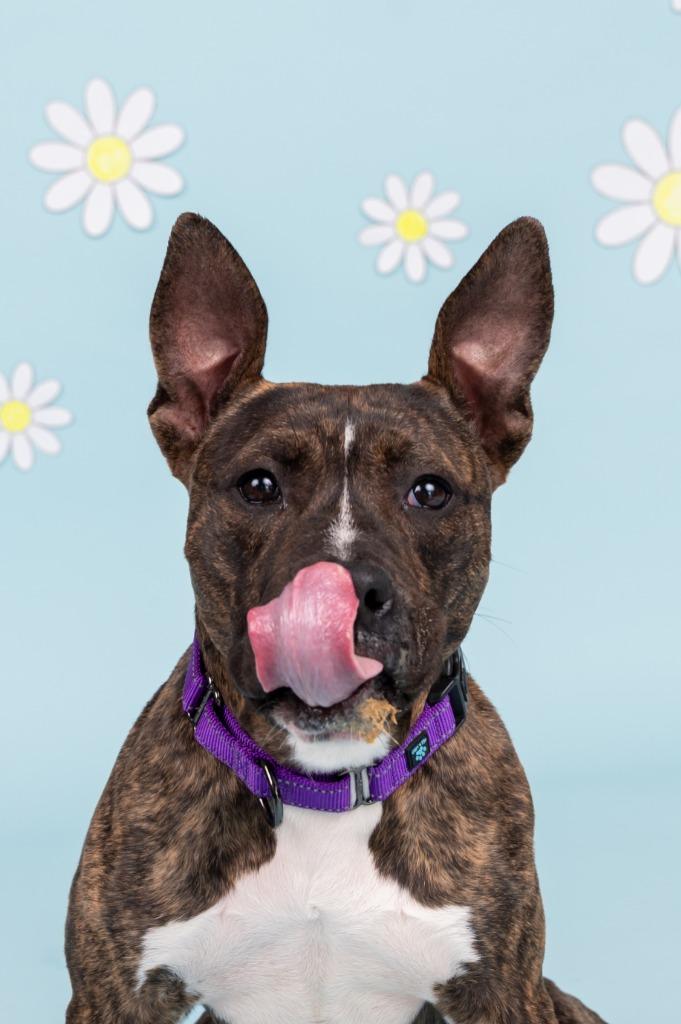 Enlarge COCO PUFF, a Adoptable mixed breed in Sandusky, OH image 3/4