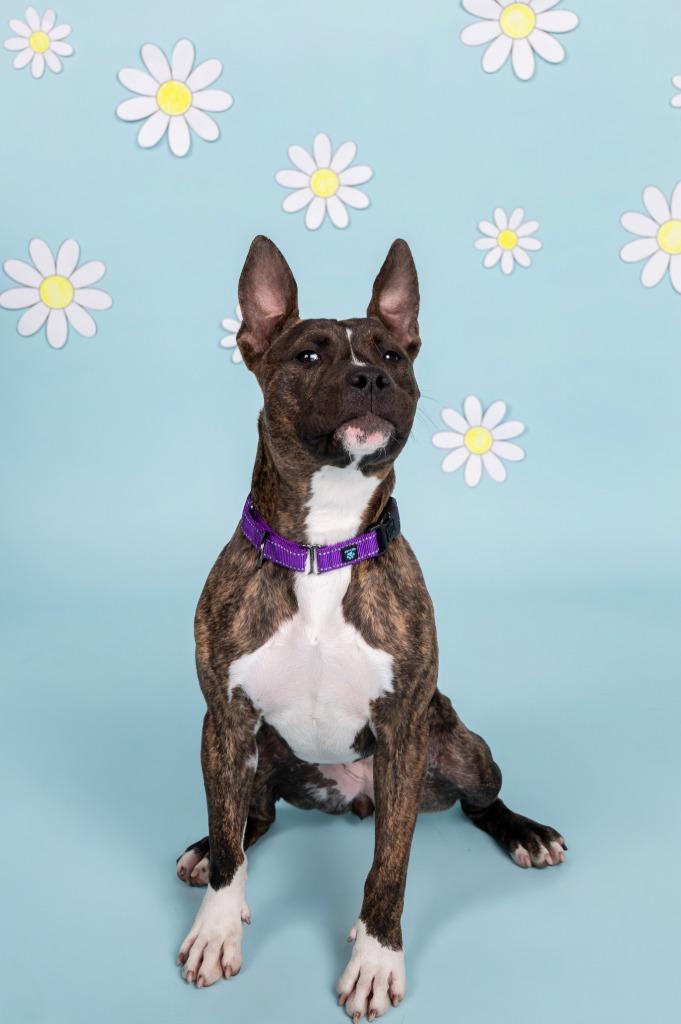 Enlarge COCO PUFF, a Adoptable mixed breed in Sandusky, OH image 4/4