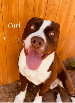 Enlarge Carl, a Adoptable mixed breed in Canyon, TX image 1/1