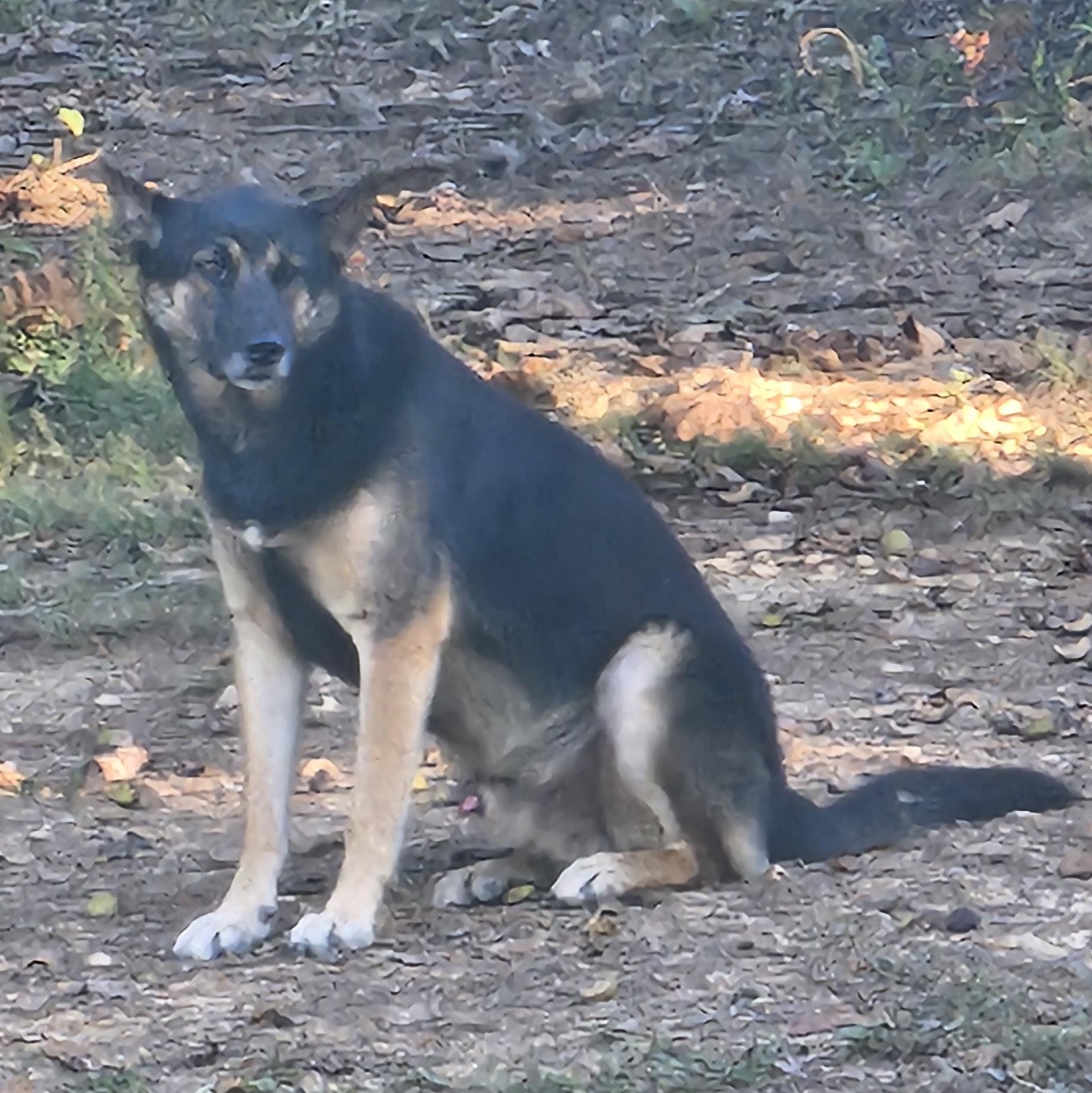 Roscoe, a Adoptable German Shepherd Dog in Cincinnati, OH image 2/4