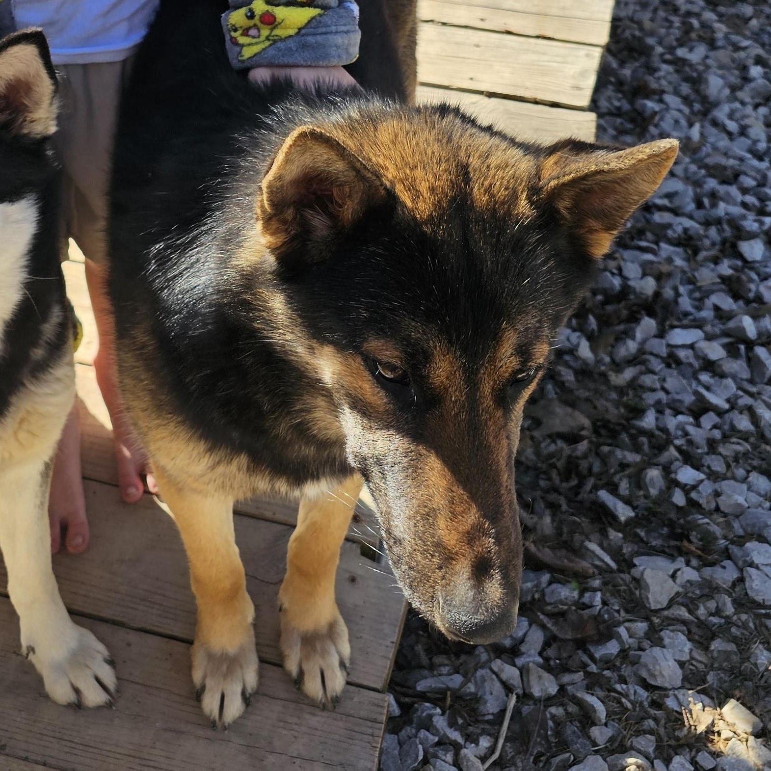 Roscoe, a Adoptable German Shepherd Dog in Cincinnati, OH image 4/4