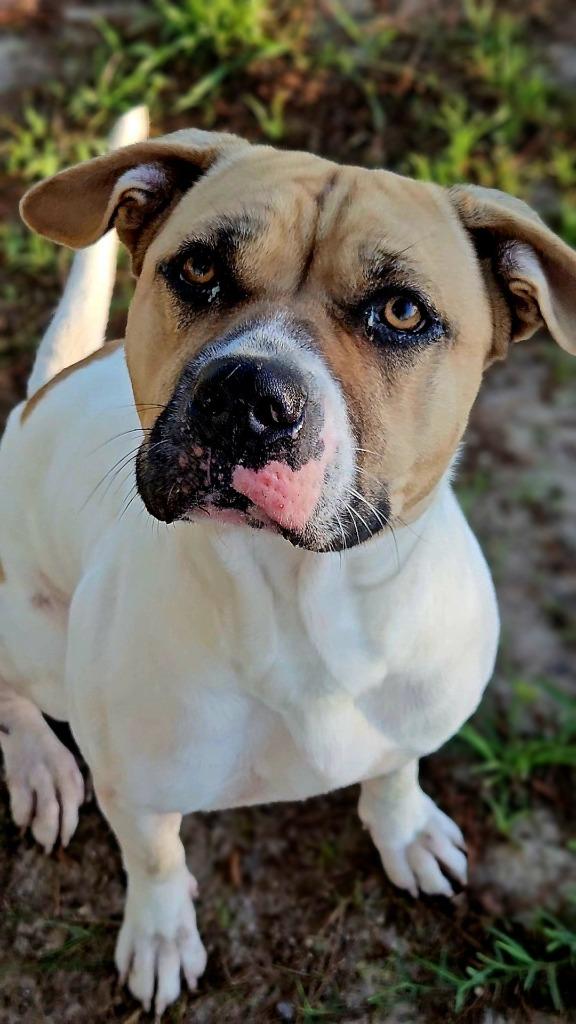 Missy, ADOPTABLE, Young Female Mixed Breed.