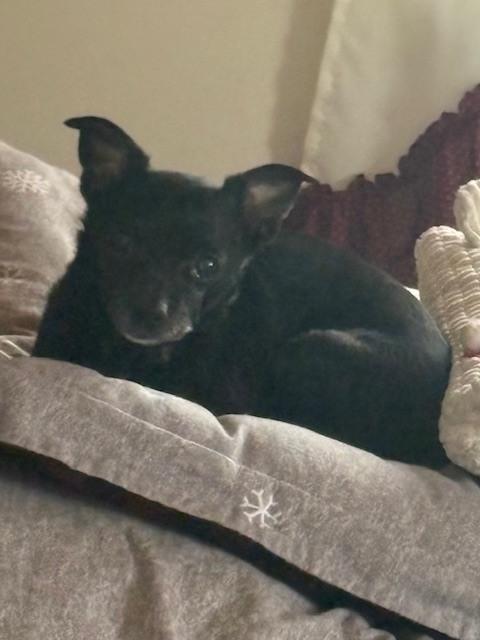 Sandy, Adoptable, Senior Female Chihuahua.