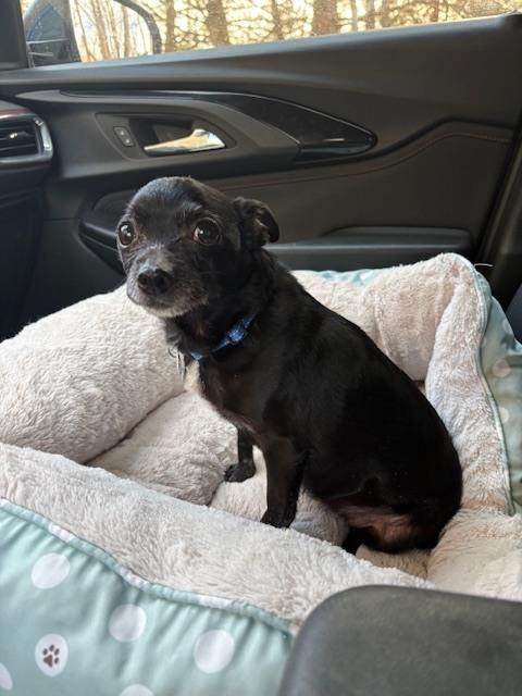 Sandy, a Adoptable mixed breed in Huntington, NY image 2/2