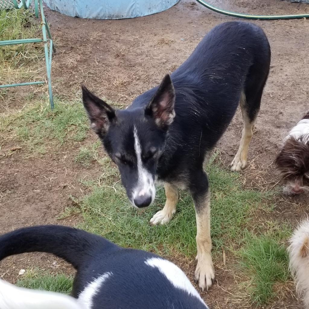 Henry, Adoptable, Adult Male Border Collie & Mixed Breed.