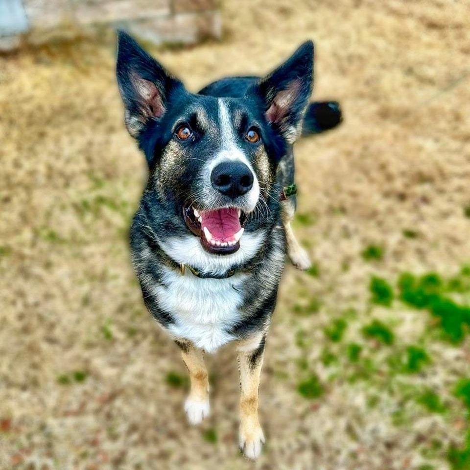 Enlarge Henry, a Adoptable mixed breed in Seagoville, TX image 2/3