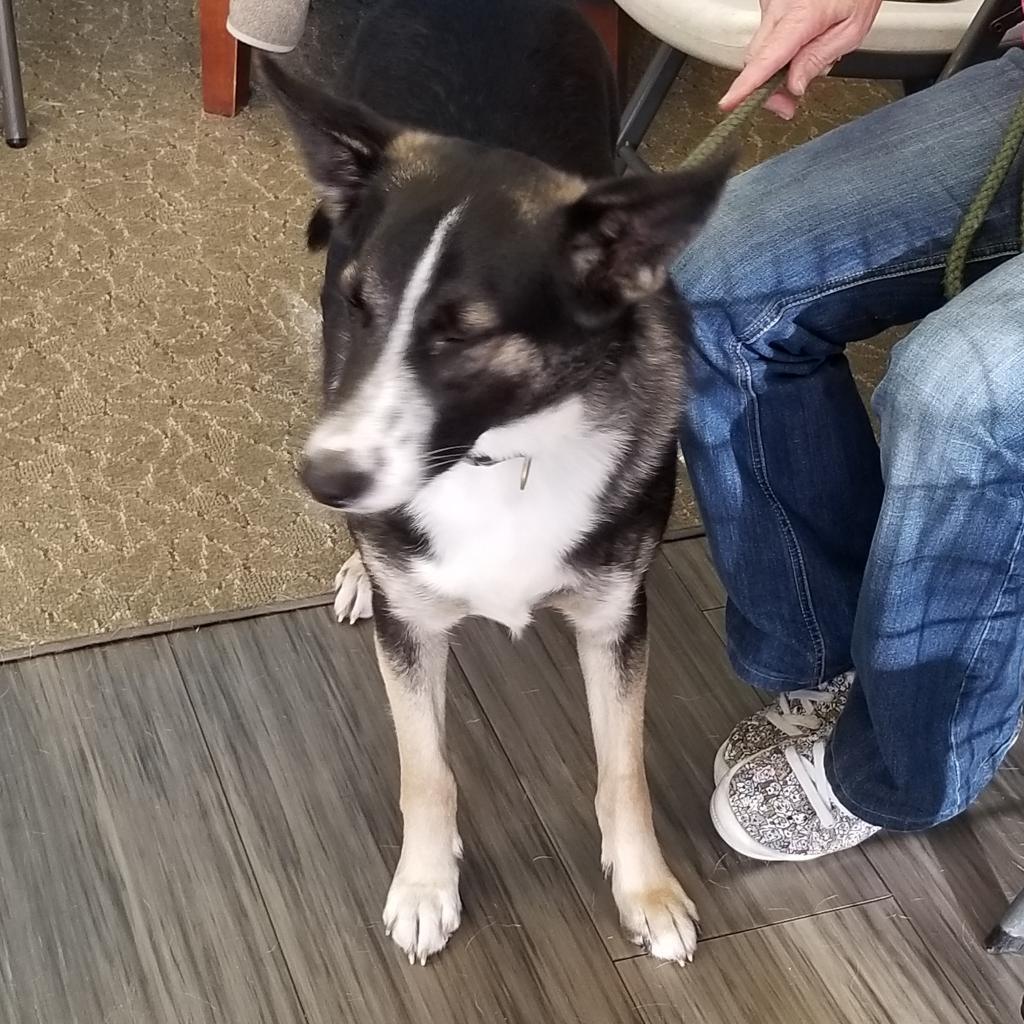 Enlarge Henry, a Adoptable mixed breed in Seagoville, TX image 3/3