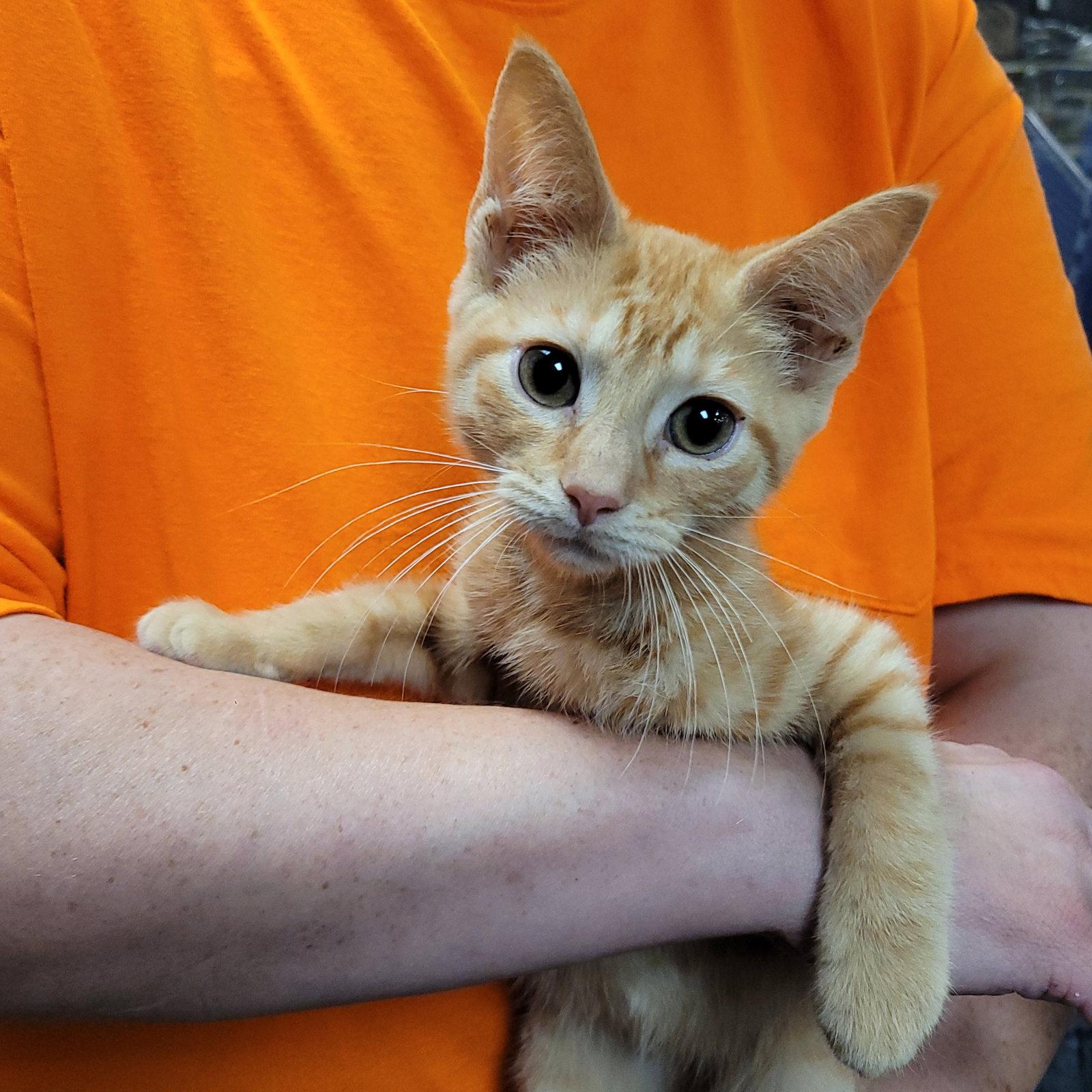 Sun, Adoptable, Kitten Male Domestic Short Hair.