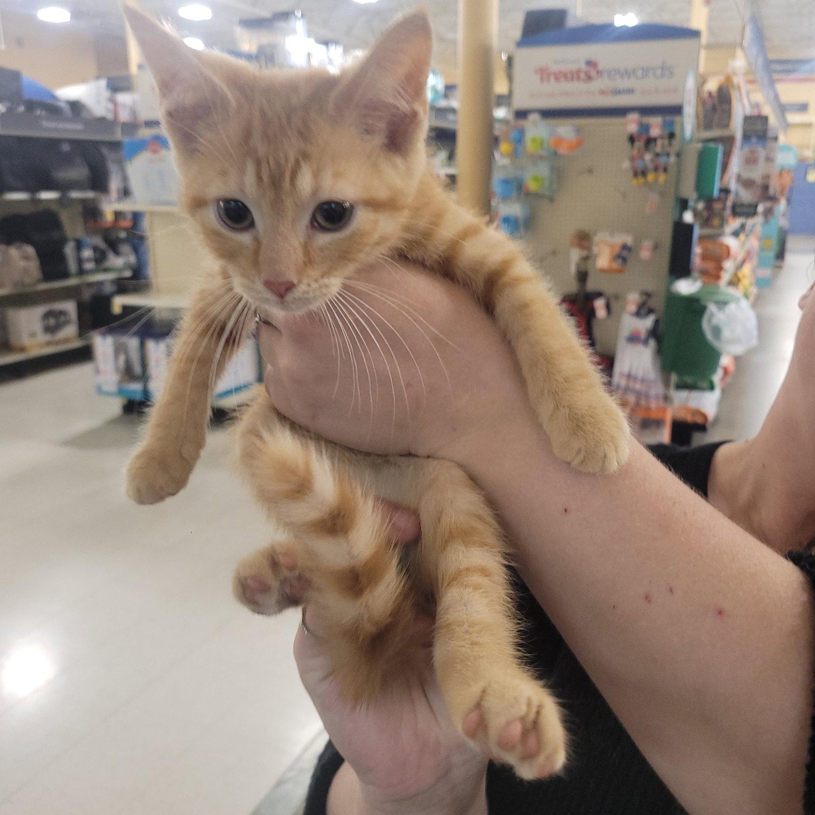 Enlarge Sun, a Adoptable Domestic Short Hair in Akron, OH image 2/2