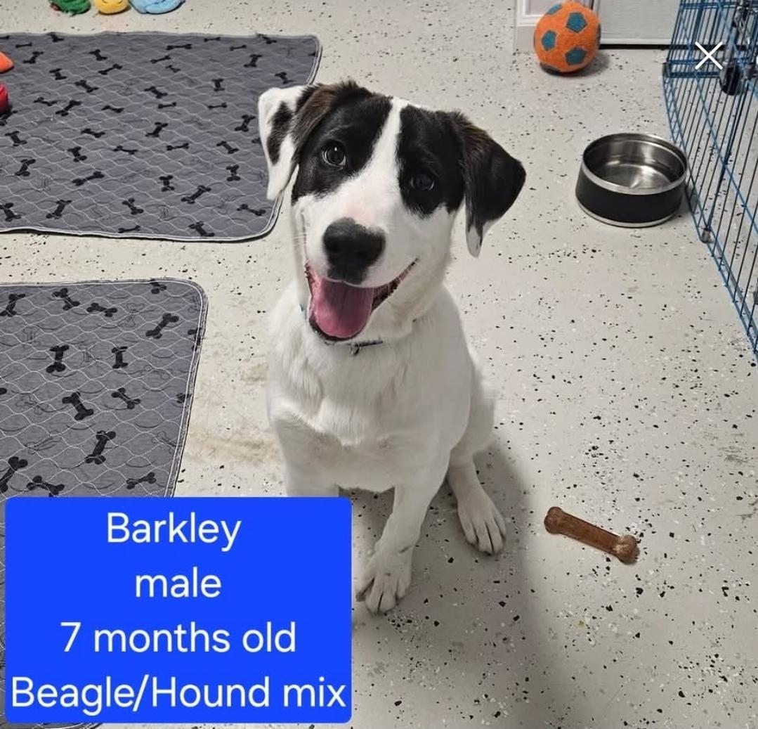 Barkley