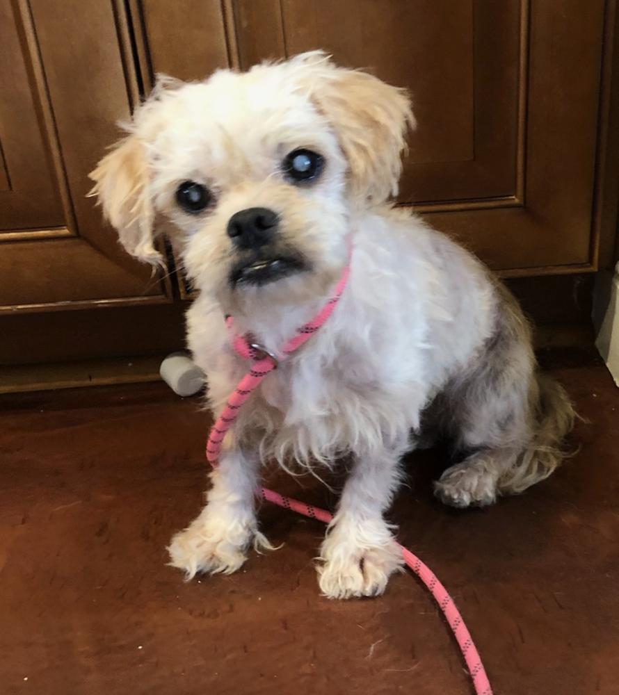 Chucho, Adopted, Senior Male Lhasa Apso.