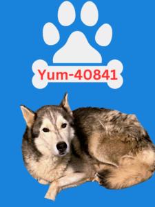 Yum, an adopted Husky in Bainbridge, GA_image-1