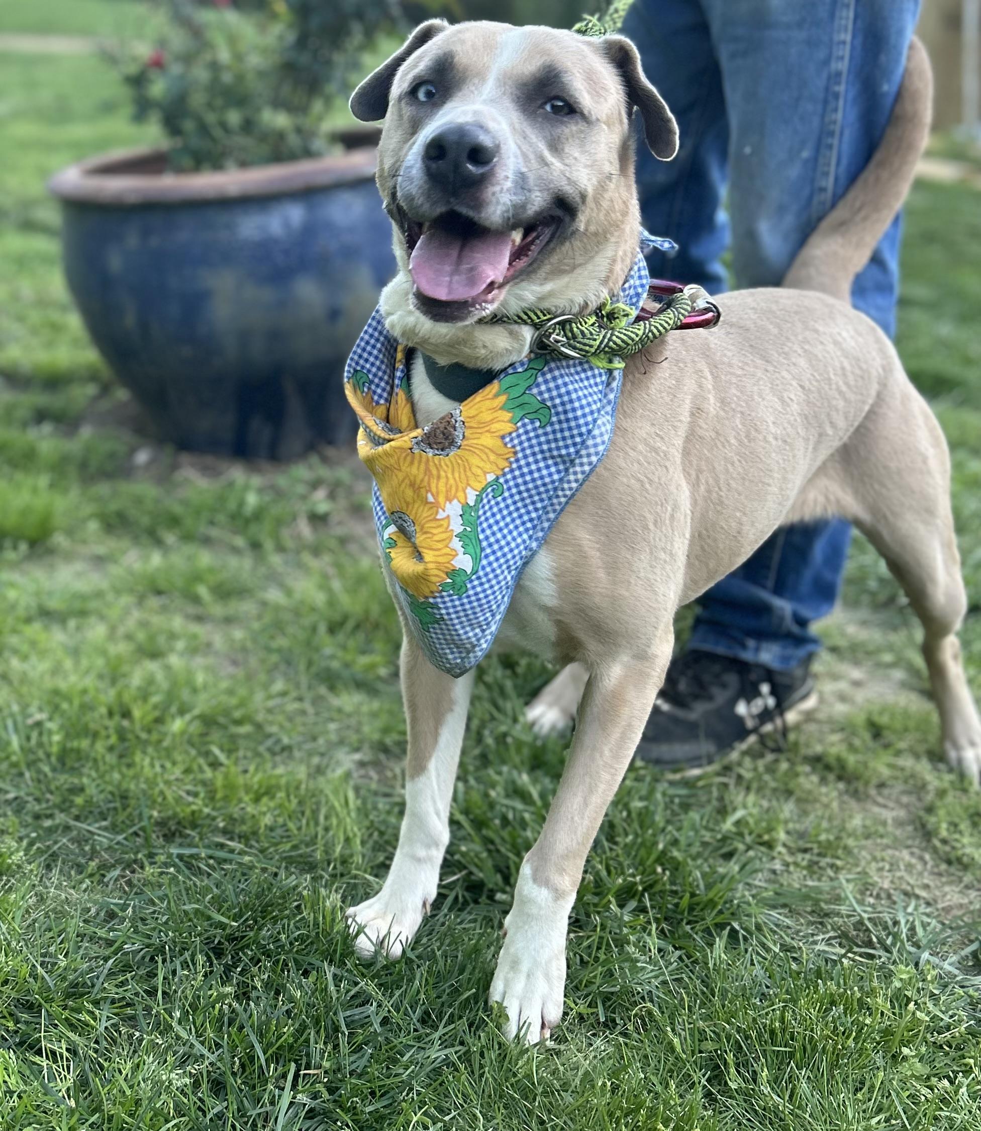 Enlarge Breezy, a Adoptable mixed breed in fountain, CO image 2/6