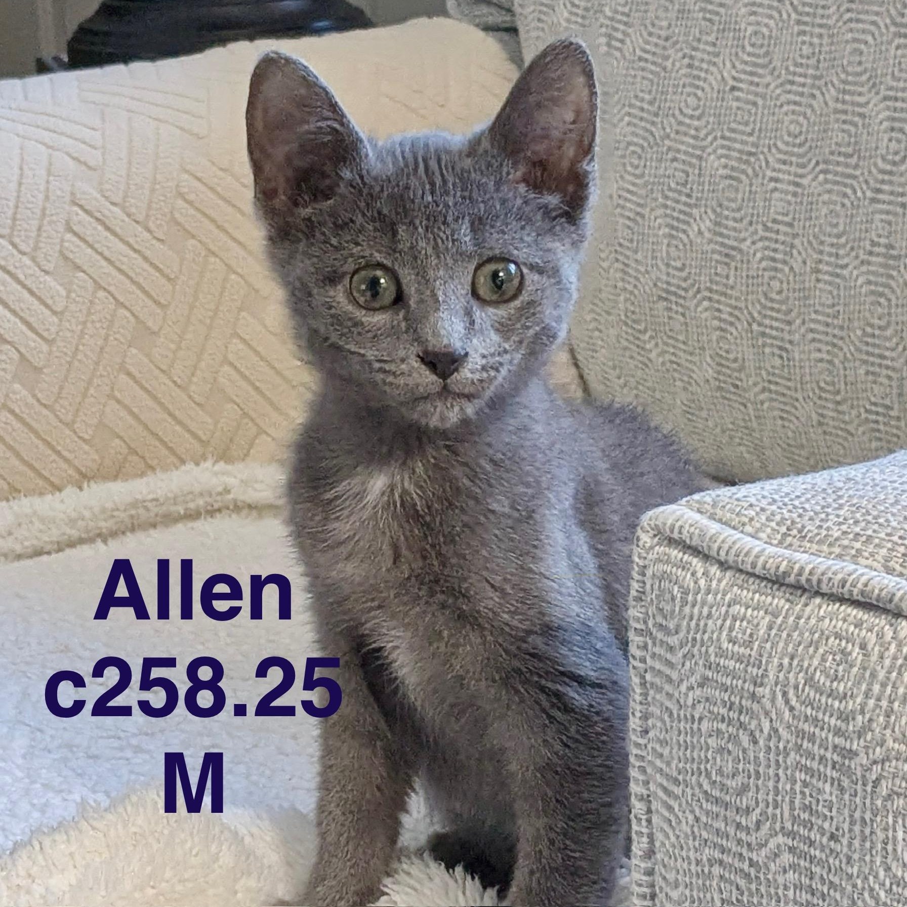Foster Allen, Adoptable, Kitten Male Domestic Short Hair.