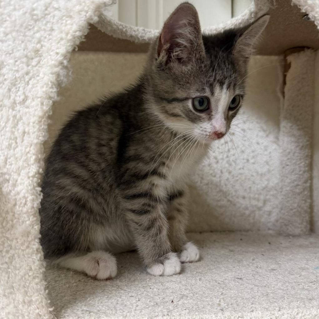Enlarge Norris, a Adoptable Tabby in Pasco, WA image 2/4