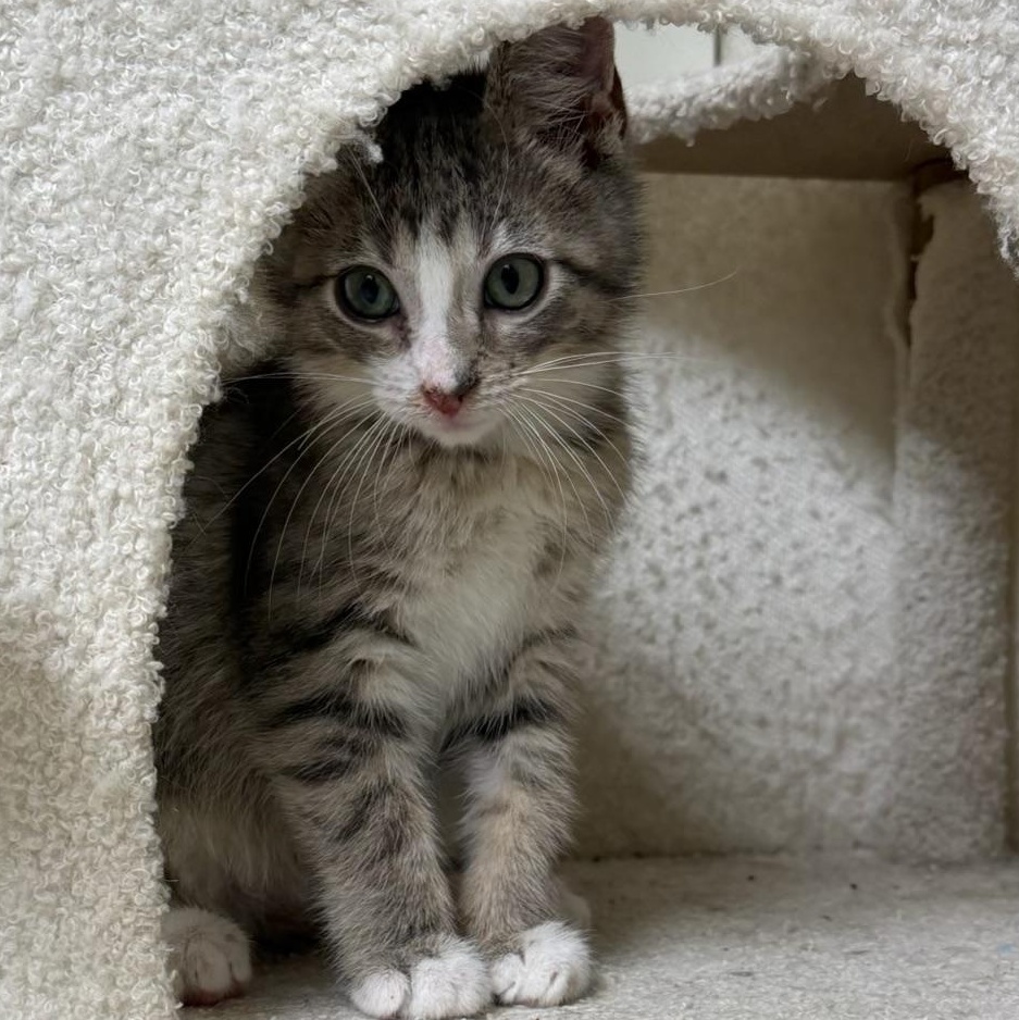 Enlarge Norris, a Adoptable Tabby in Pasco, WA image 3/4