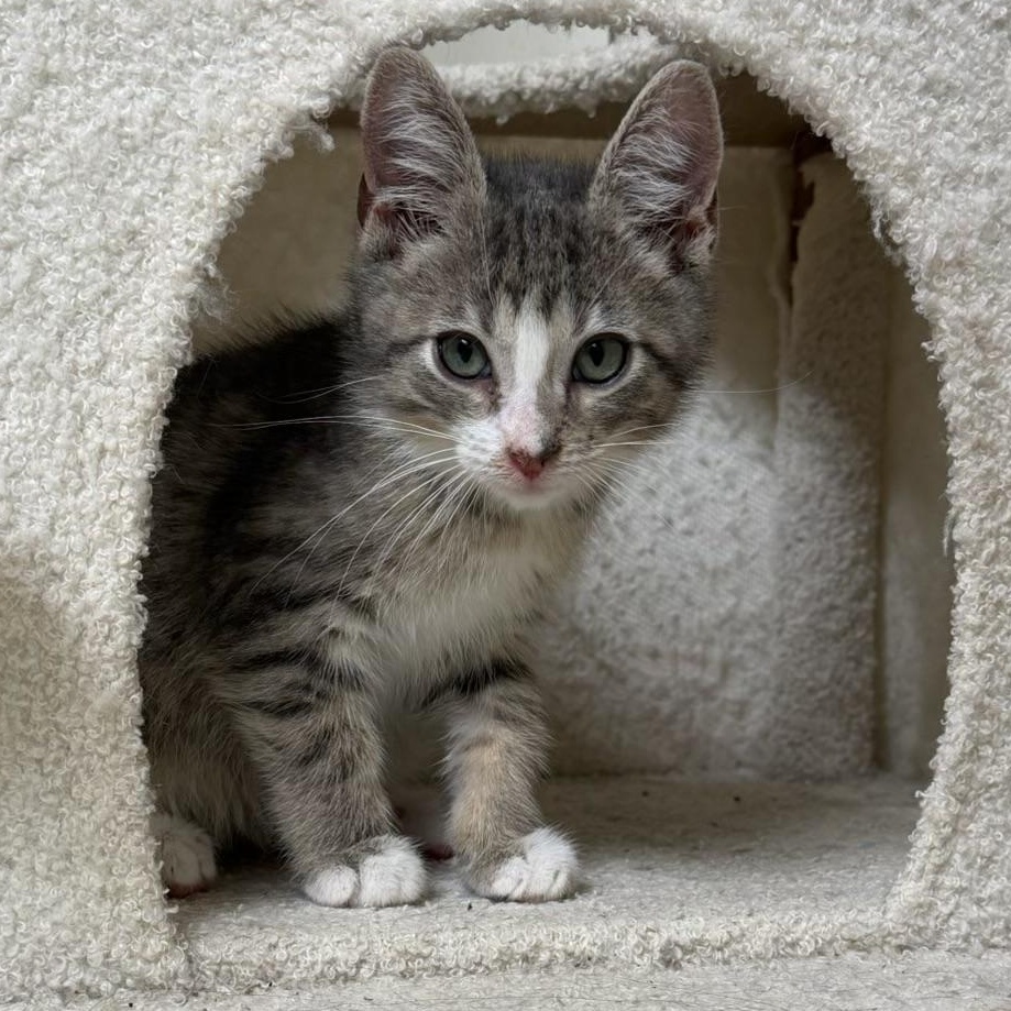 Enlarge Norris, a Adoptable Tabby in Pasco, WA image 4/4