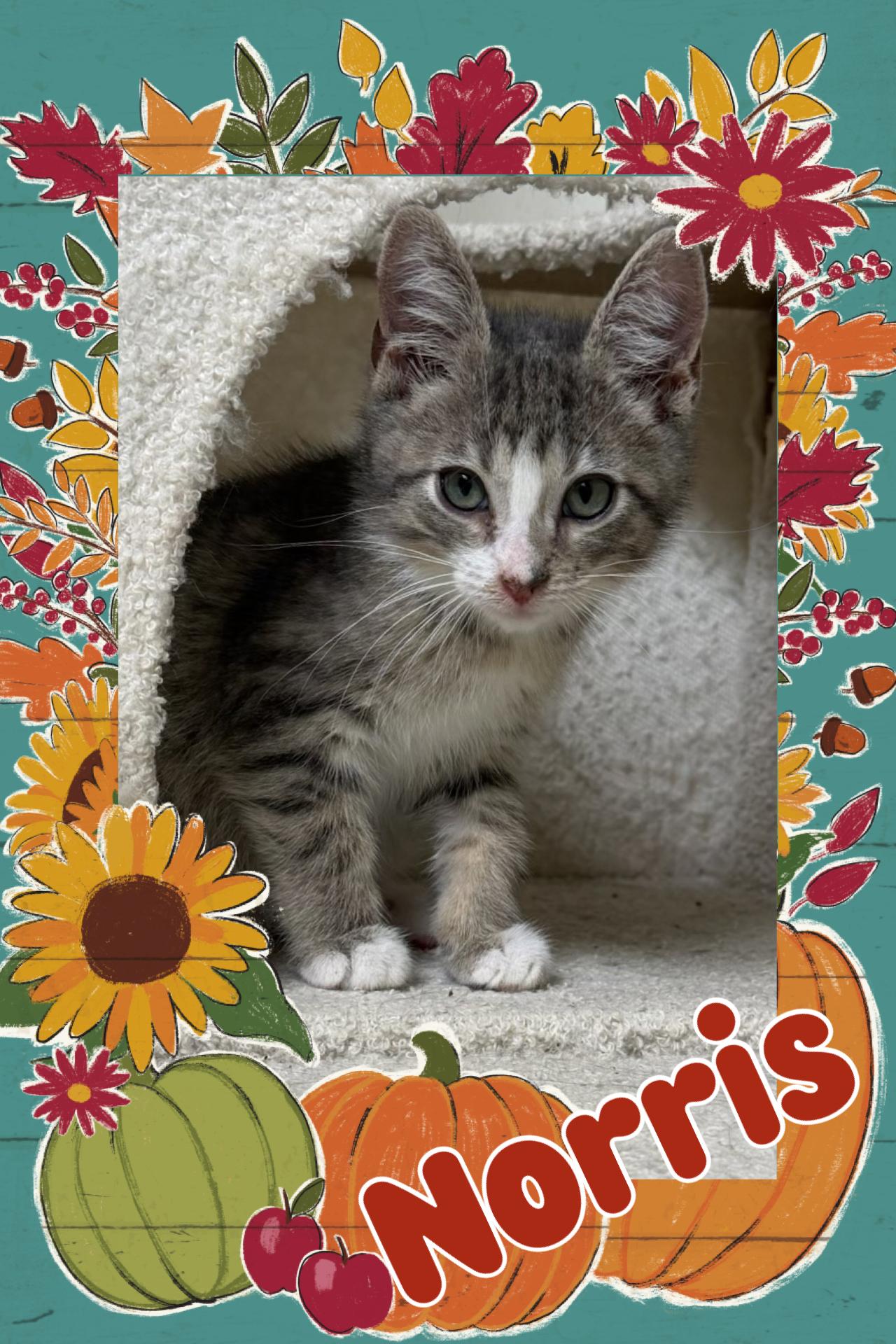 Enlarge Norris, a Adoptable Tabby in Pasco, WA image 1/4