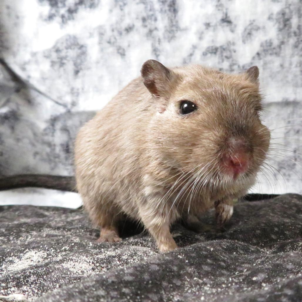 Sky, Adoptable, Adult Female Gerbil.
