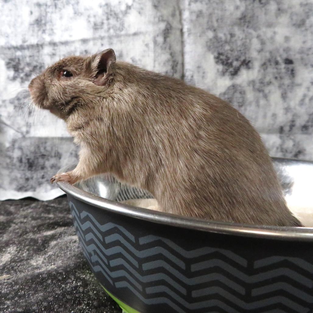 Enlarge Sky, a Adoptable Gerbil in Dayton, OH image 2/6