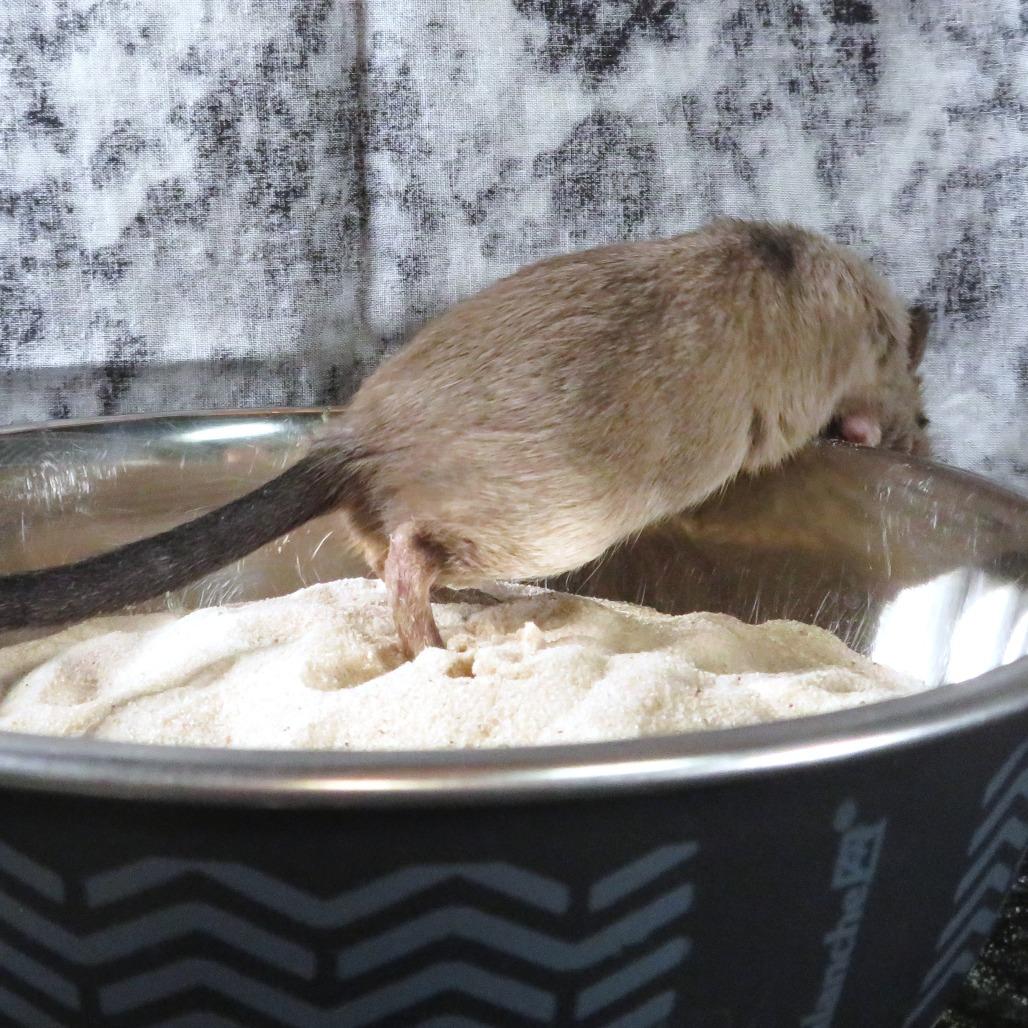 Enlarge Sky, a Adoptable Gerbil in Dayton, OH image 3/6