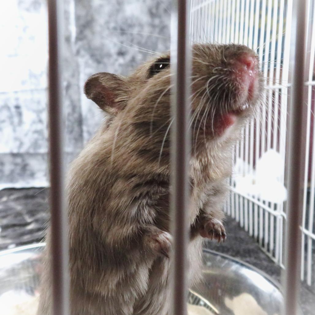 Enlarge Sky, a Adoptable Gerbil in Dayton, OH image 4/6