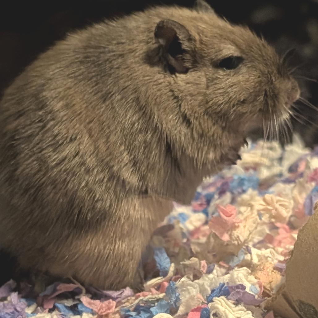 Enlarge Sky, a Adoptable Gerbil in Dayton, OH image 5/6