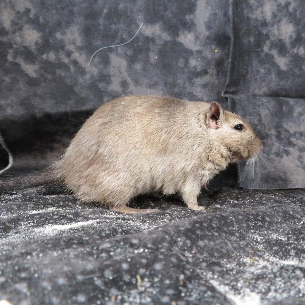 Enlarge Sky, a Adoptable Gerbil in Dayton, OH image 6/6