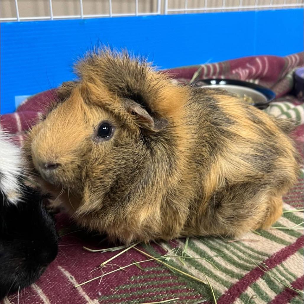 Murphy 260423, Adoptable, Adult Male Guinea Pig.