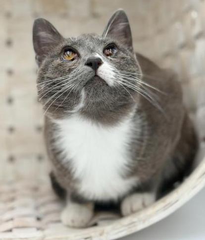 Enlarge Scuba is the happiness you have been searching for - READ HER AMAZING STORY - VIDEO, a ADOPTABLE mixed breed in Bedford Hills, NY image 6/6