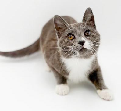 Scuba is the happiness you have been searching for - READ HER AMAZING STORY - VIDEO, ADOPTABLE, Kitten Female Russian Blue & Turkish Van.