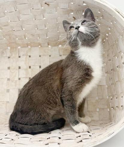 Enlarge Scuba is the happiness you have been searching for - READ HER AMAZING STORY - VIDEO, a ADOPTABLE mixed breed in Bedford Hills, NY image 4/6
