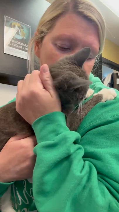 Enlarge Scuba is the happiness you have been searching for - READ HER AMAZING STORY - VIDEO, a ADOPTABLE mixed breed in Bedford Hills, NY video 3/6