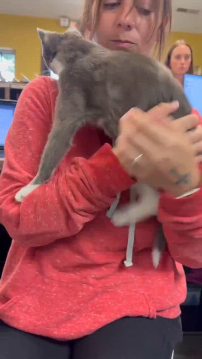 Enlarge Scuba is the happiness you have been searching for - READ HER AMAZING STORY - VIDEO, a ADOPTABLE mixed breed in Bedford Hills, NY video 5/6