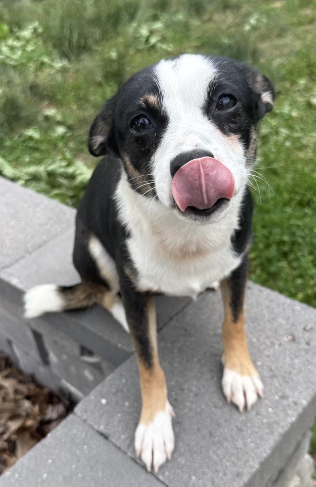 Toot, a Adoptable mixed breed in Willingboro, NJ image 6/6
