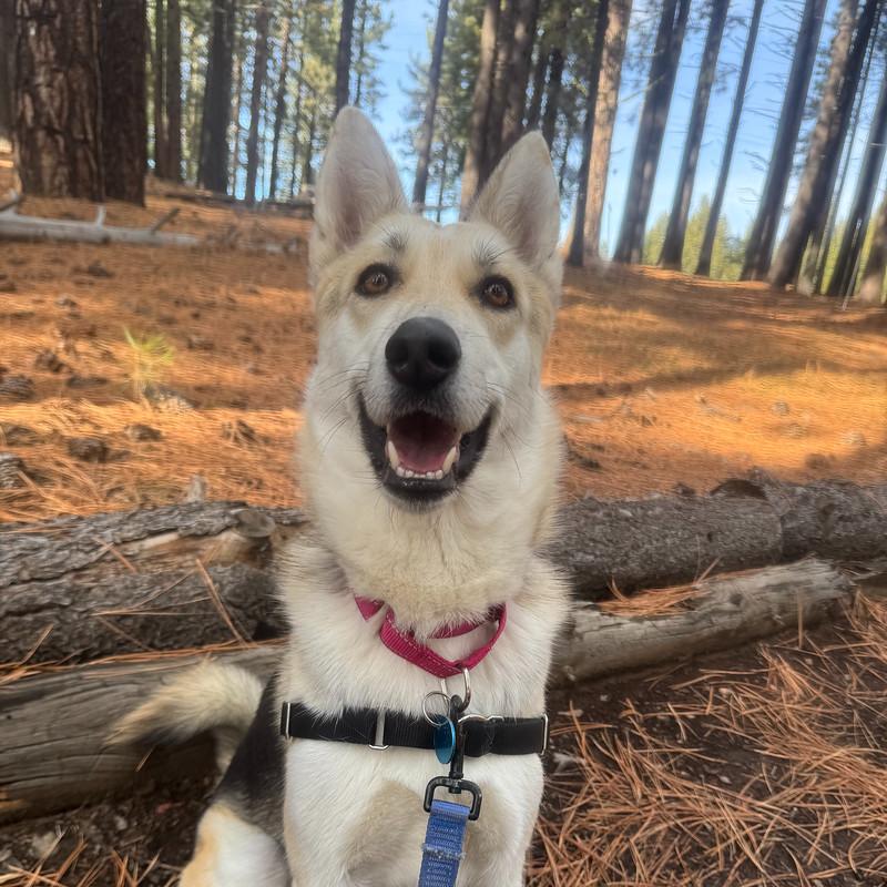 Enlarge Polly, a ADOPTABLE mixed breed in Truckee, CA image 1/5