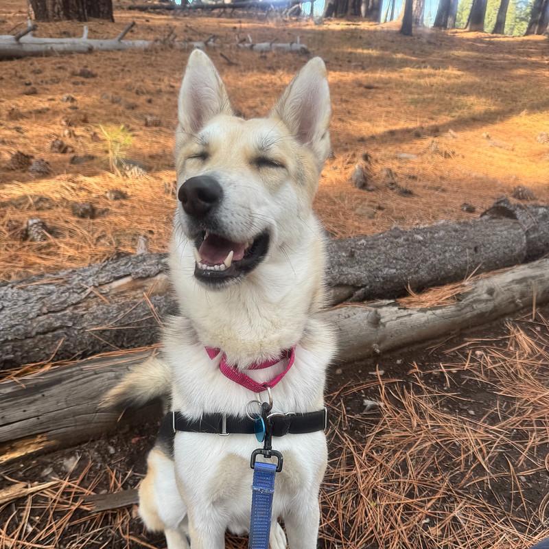 Enlarge Polly, a ADOPTABLE mixed breed in Truckee, CA image 5/5