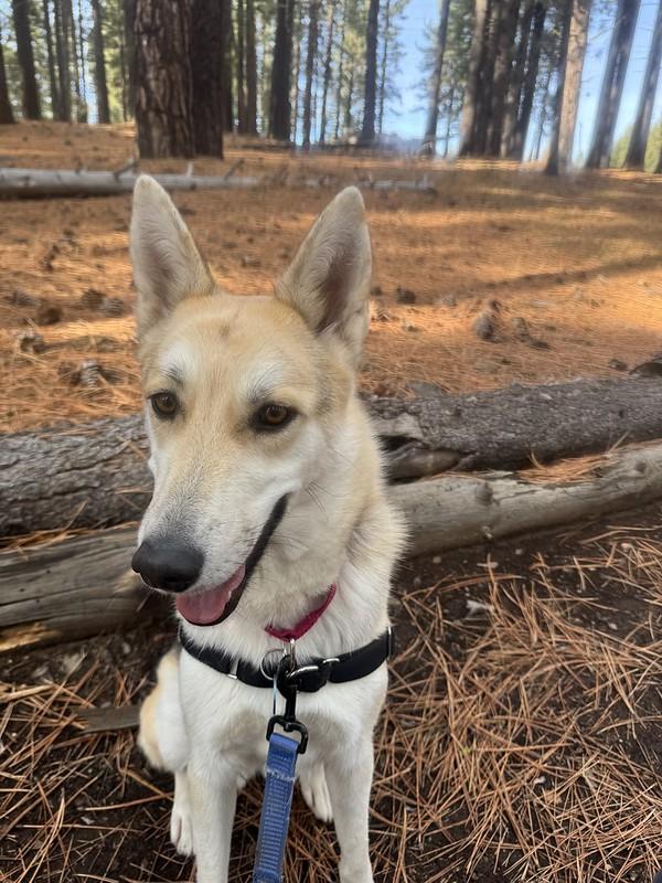 Enlarge Polly, a ADOPTABLE mixed breed in Truckee, CA image 2/5