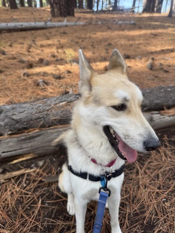 Enlarge Polly, a ADOPTABLE mixed breed in Truckee, CA image 4/5