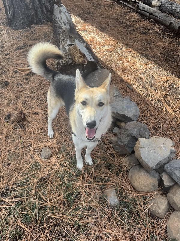 Enlarge Polly, a ADOPTABLE mixed breed in Truckee, CA image 3/5