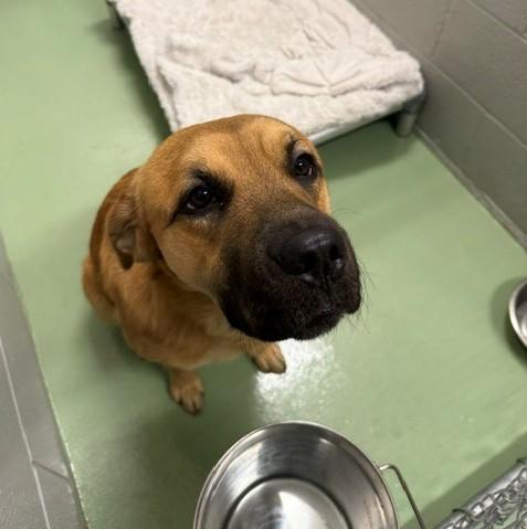 Enlarge Shiloh, a Adoptable mixed breed in Bellaire, MI image 1/1