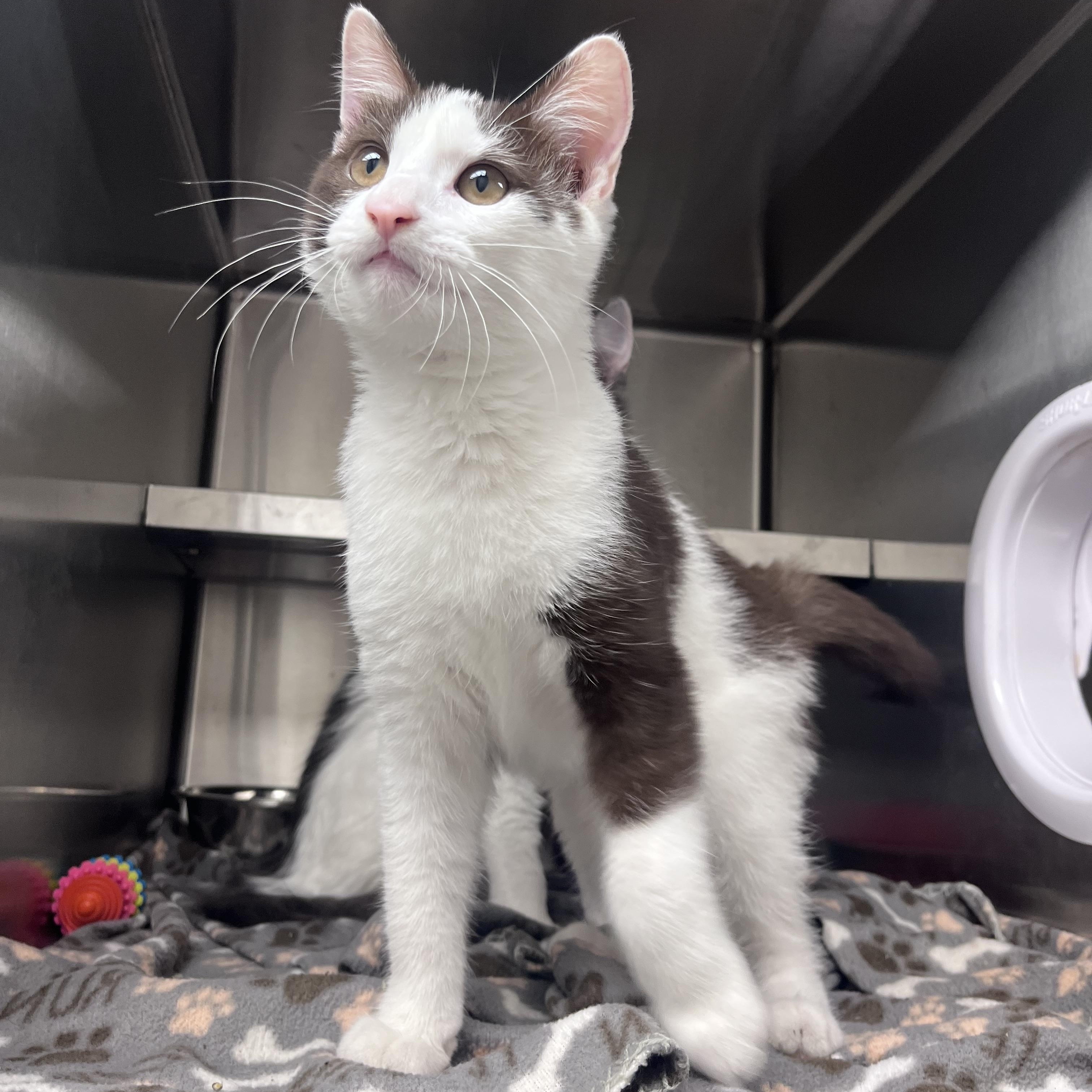 Pickle, an adopted Domestic Long Hair in Liberty, MO image 1/2