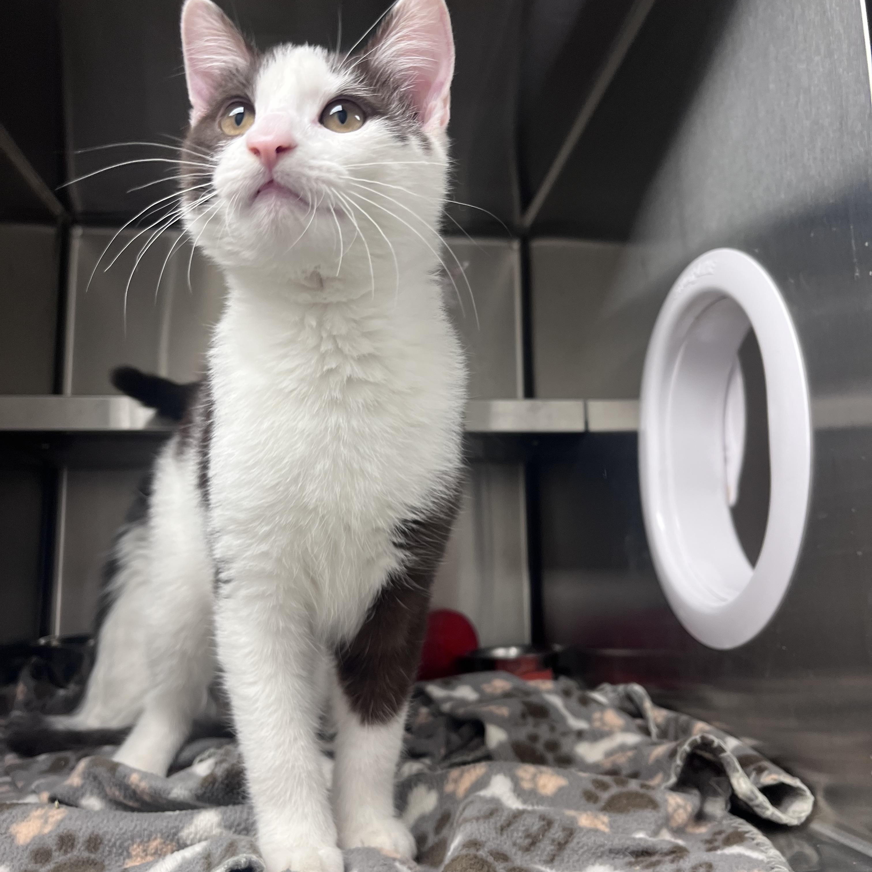 Pickle, an adopted Domestic Long Hair in Liberty, MO image 2/2