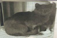 Enlarge Shoney, a Adoptable American Shorthair in Hartselle, AL image 1/1