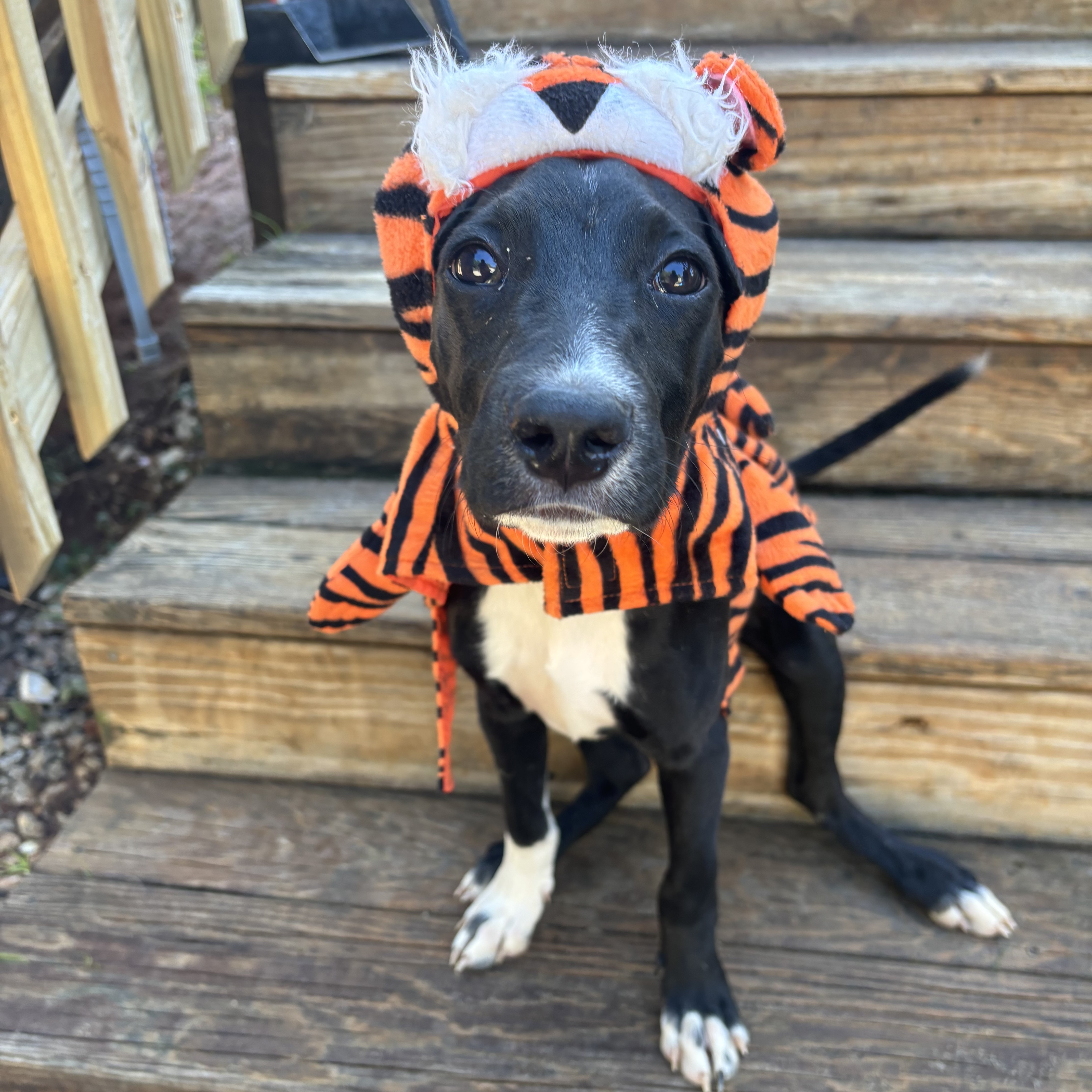 Dog for adoption Oreo, a Terrier Mix in Frederick , MD Petfinder