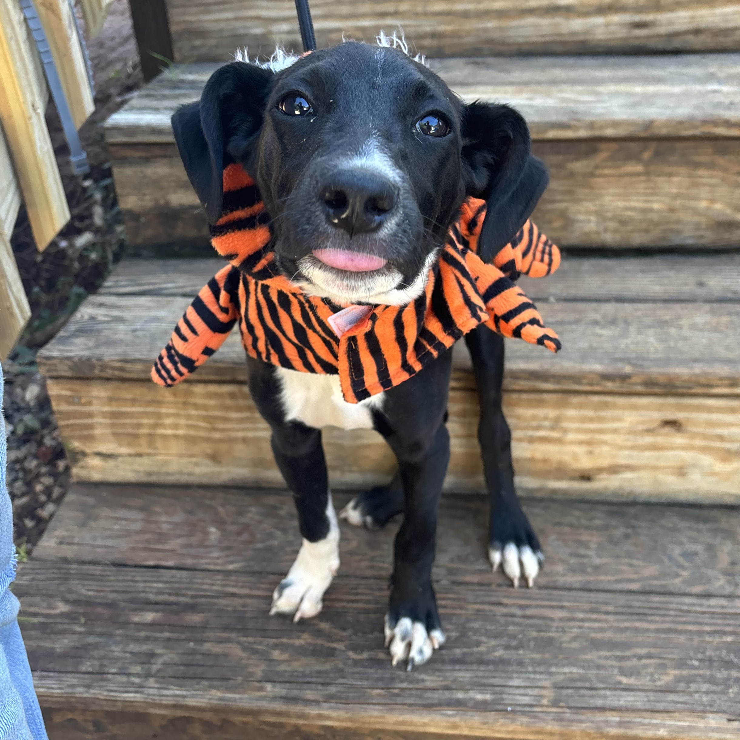 Dog for adoption Oreo, a Terrier Mix in Frederick , MD Petfinder