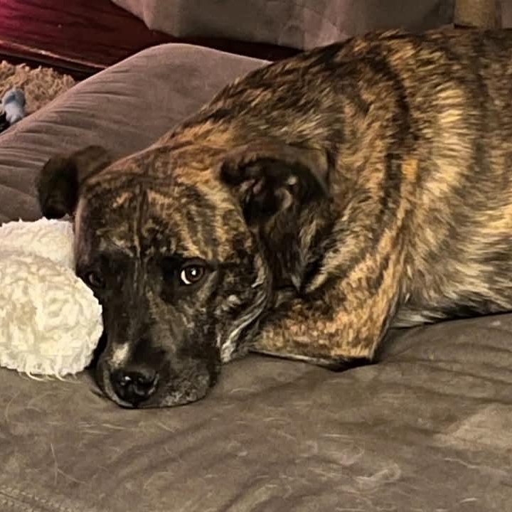 Wally, a Adoptable mixed breed in Sioux City, IA image 1/5