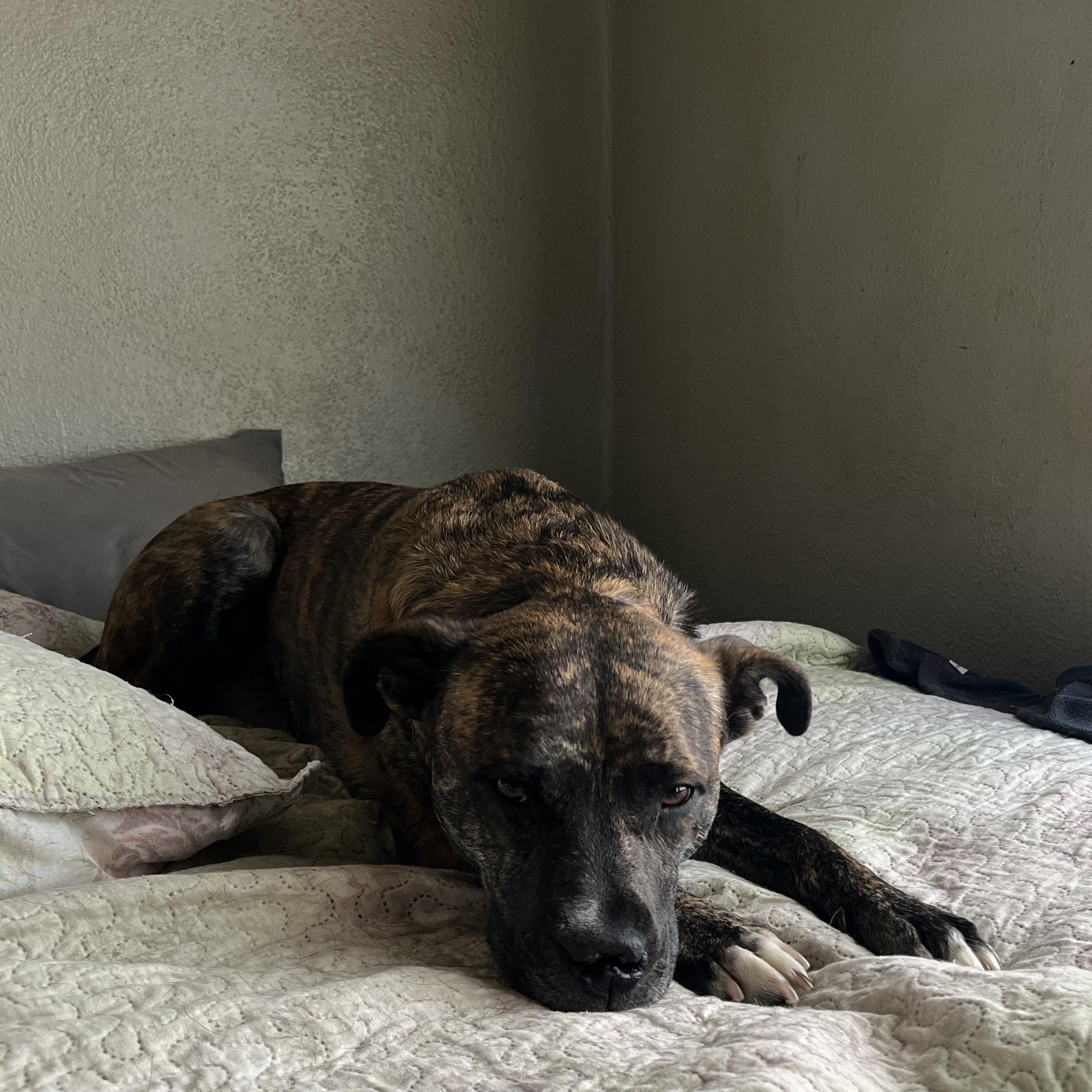 Wally, a Adoptable mixed breed in Sioux City, IA image 4/5