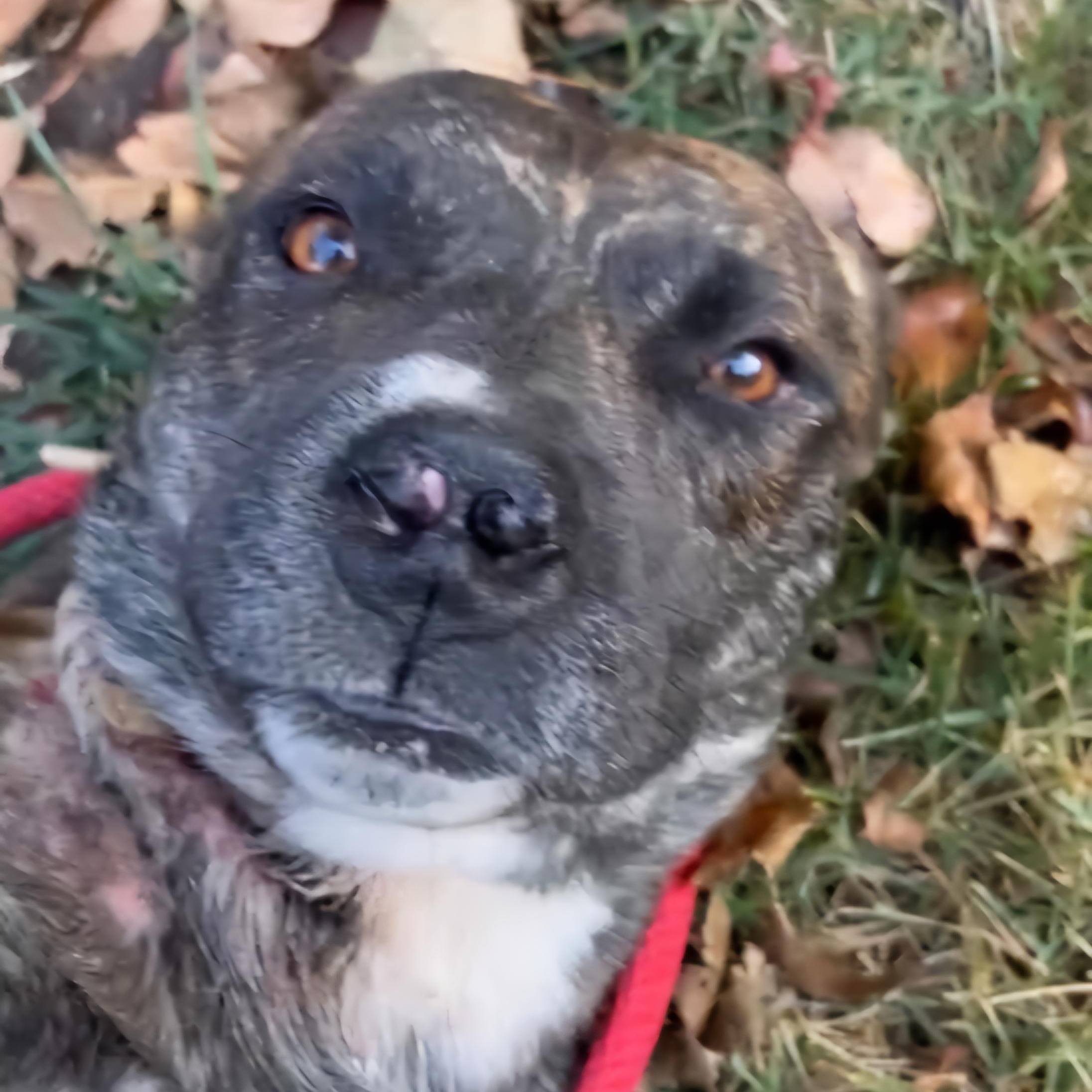 Wally, a Adoptable mixed breed in Sioux City, IA image 3/5